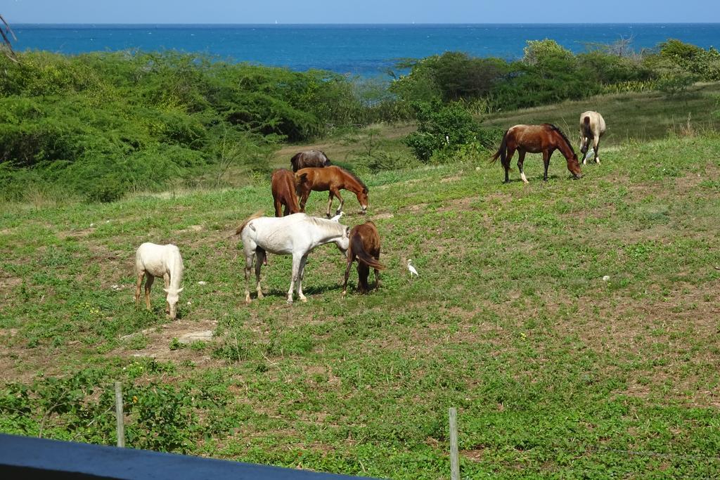 Tranquility By The Sea Villa Vieques Kamer foto