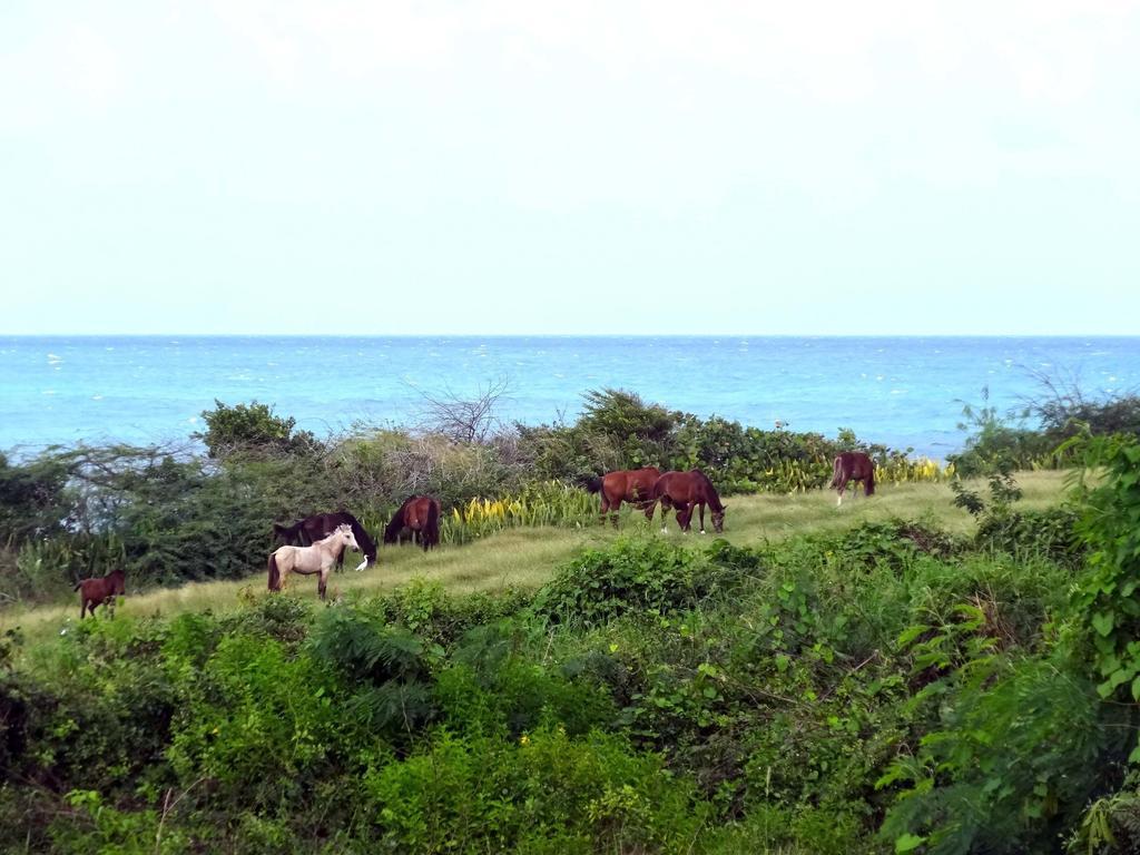 Tranquility By The Sea Villa Vieques Kamer foto