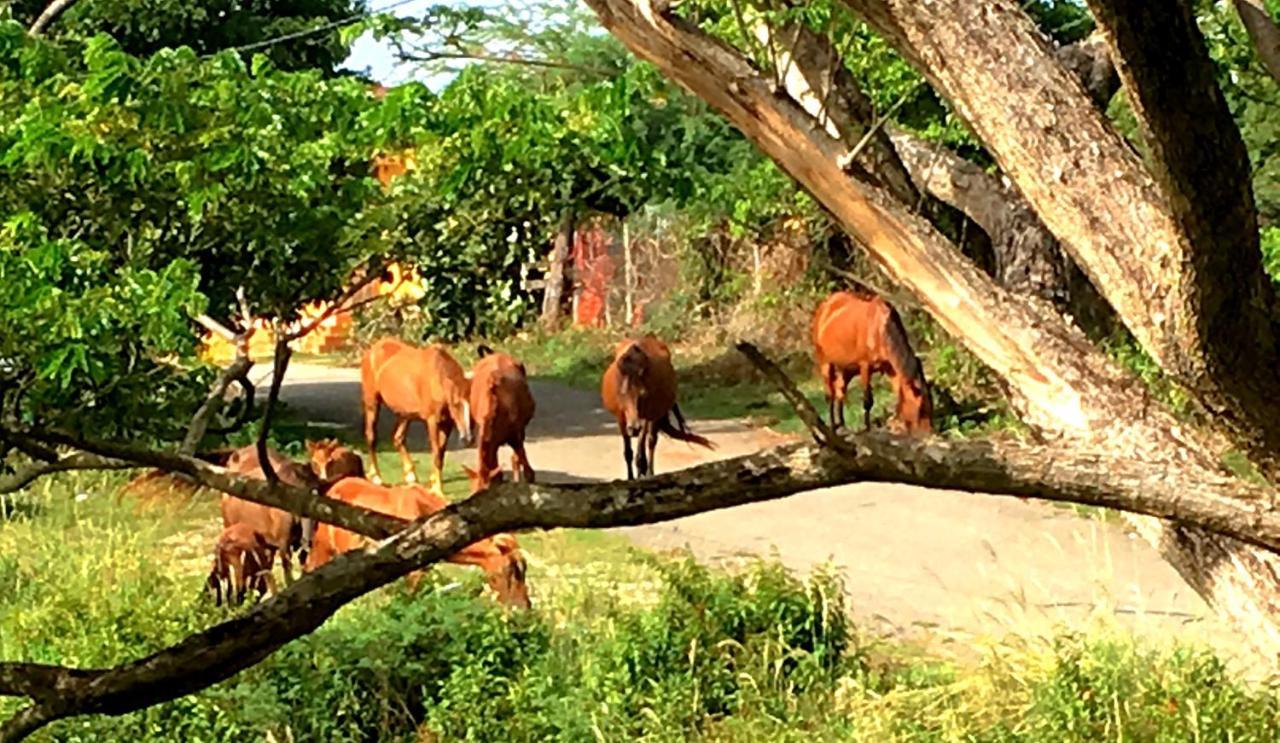 Tranquility By The Sea Villa Vieques Buitenkant foto